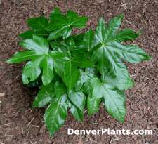 آرالیای ژاپنی